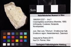 Foto (Objket + Etiketten) von Cracensigillatus acutirostrus (Moericke, 1889) 